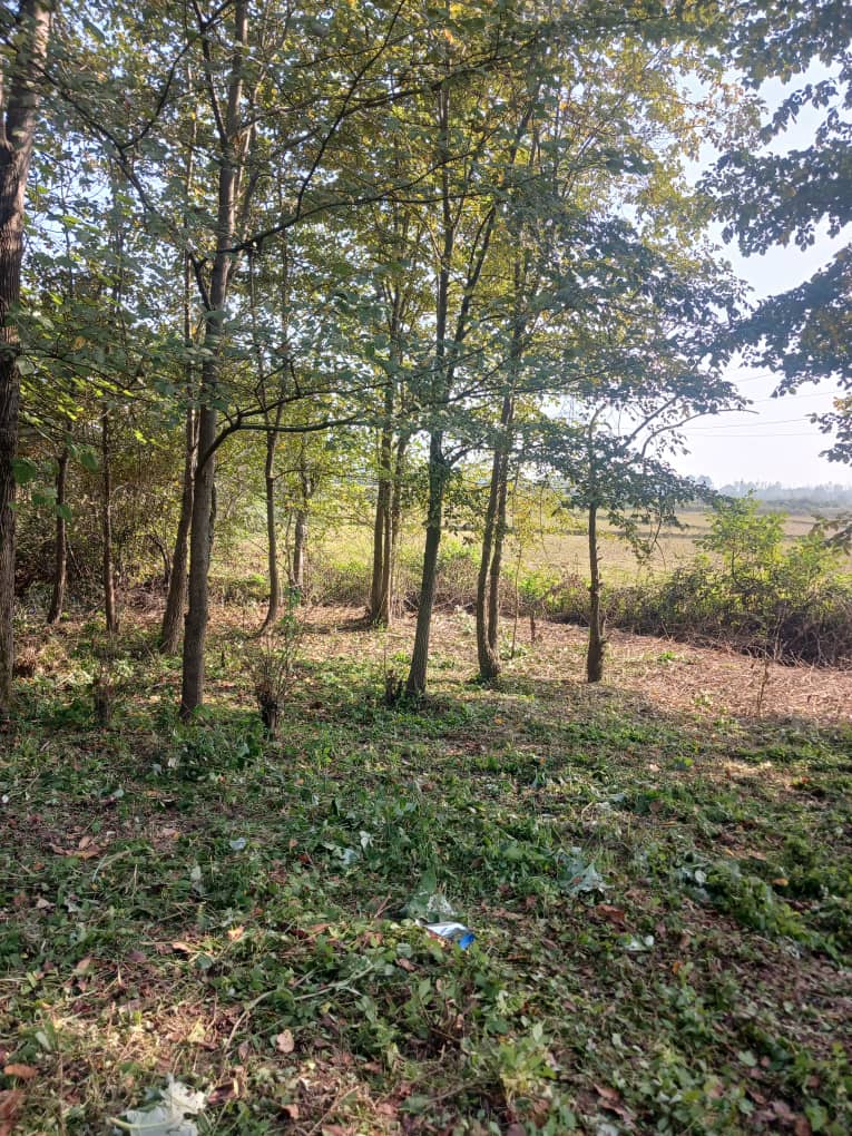 1000متر مسکونی با سند سبز